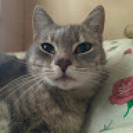 aurmouse