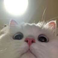 scrlxddd