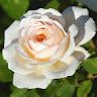 whiterose111
