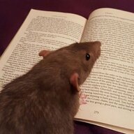 confusedmouse