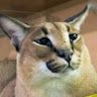 epikcatto6972