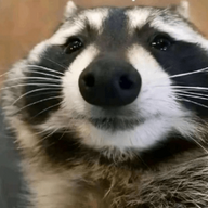 RaccoonMan