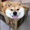 NecessaryPaint
