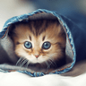 Catte mad