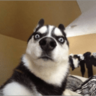 zopooor