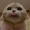 DjCats