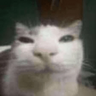 bigvv