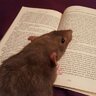 confusedmouse