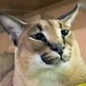 epikcatto6972