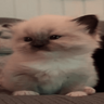 mihaiaep