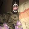 1337mikokqu