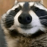 RaccoonMan