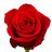 cosmin932