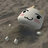 SuShimooo