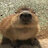 capybarafl
