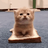 qmark