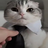 darkool1337