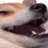 astolfo__