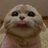 DjCats