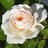 whiterose111