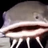 zbwp